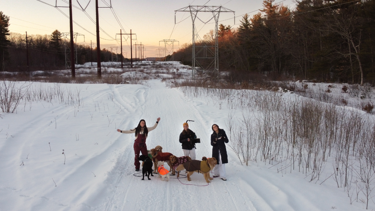 Buddy Sitting Dog Camp photo shoot